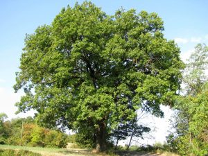 Alberi monumentali: Priverno tra le città italiane con più patriarchi verdi