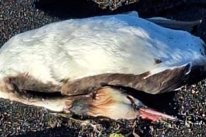 Una serie di volatili trovati morti sulle sponde del lago di Bolsena