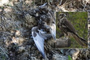 Caprarola – Uno dei falchi lanari del progetto “Life lanner” ucciso a colpi di fucile