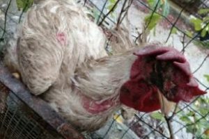 Brescia – Galli, galline, piccioni e colombi rinchiusi in box per cani tra escrementi e scarti di cibo, denunciato il titolare