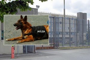 Viterbo – Va a trovare il fratello in carcere e si porta quasi un chilo di hashish, il cane poliziotto Belen la fa arrestare