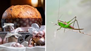 Ecco Pancricrì, il panettone a base di farina di grilli arriva da Torino