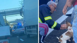 Viterbo – Cagnolini impauriti sulla superstrada, salvati dalla polizia (FOTO)