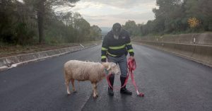 Pecorella “smarrita” sul raccordo Terni-Orte, recuperata e messa in salvo dalla polizia