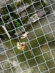 Viterbo, statuina di Gesù Bambino scaraventata dal balcone del Comune: “L’inciviltà non va in vacanza”