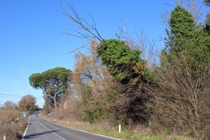 Civita Castellana – Albero rischia di crollare sulla Flaminia, rimosso dai vigili del fuoco (FOTO)