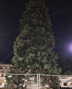 Roma – Natale: al via l’allestimento dell’albero a piazza del Popolo