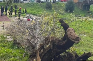 Roma – Donna schiacciata da albero: disposta autopsia, sequestrata area. Procura apre fascicolo per omicidio colposo