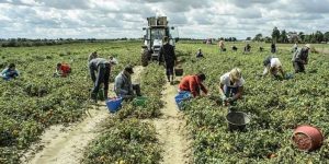 Viterbo – Sfruttavano lavoratori stranieri, sequestrata azienda ortofrutticola