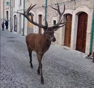 Abruzzo – Una “renna alla ricerca di Babbo Natale” immortalata nel borgo di Civitella Alfedena tra lo stupore dei passanti (VIDEO)