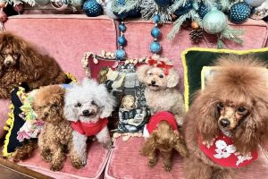 Animali – I barboni toy più belli abitano a Tarquinia, tantissimi premi per i cani di Belinda Bordo