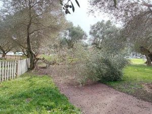 Viterbo – Grosso ramo di albero cade al parco Michelangelo: “Grazie a Dio non c’erano bambini o persone” (FOTO)