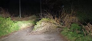 Raffiche di vento, tanti alberi caduti sulle strade e nei parchi della Tuscia (FOTO)