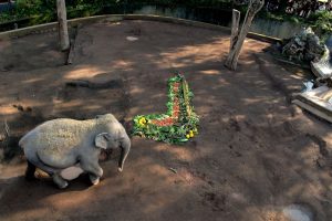 ‘Alla ricerca della calza d’oro’, al Bioparco di Roma Epifania con caccia al tesoro