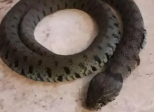 Paura a Ladispoli, serpente entra in villetta a Monteroni