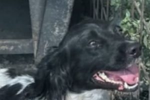 Canino – Rubati due cani da caccia in località Boschetto (FOTO)