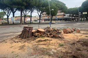 Tarquinia – Il “sindaco ombra” Sposetti abbatte i pini a ridosso di viale Mediterraneo (FOTO)