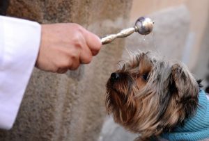 Viterbo, torna la benedizione degli animali a piazza Trinità: occhio alla viabilità