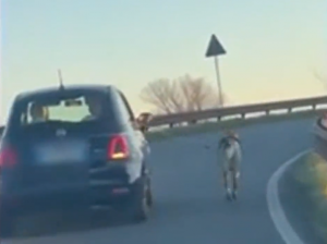 Straniero porta a spasso il cane in autostrada, una coppia lo riprende con un video e chiama le forze dell’ordine