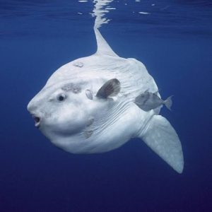 Pesce Luna smette di mangiare per solitudine, l’acquario mette figure “umane” sul vetro per farlo riprendere