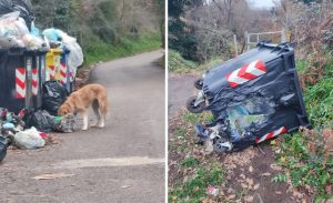 Viterbo – Isola ecologica di Strada Mezzogrosso nel degrado: “Animali abbandonati, zero illuminazione e cassonetti incendiati”